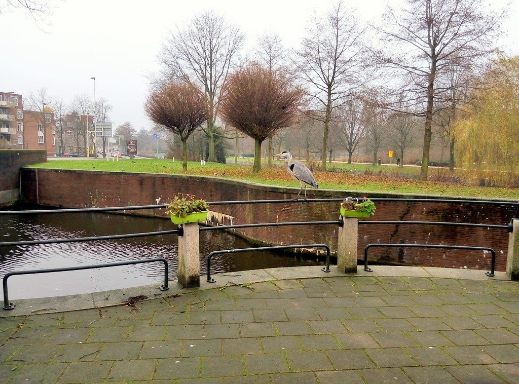 Парки в Амстердаме 