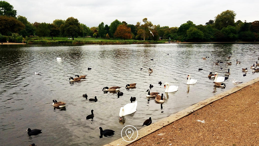 Озеро в Гайд Парке в Лондоне
