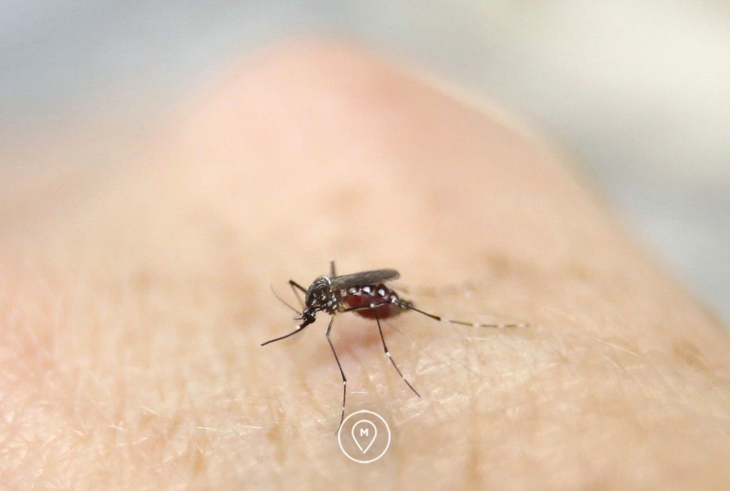 Комар Aedes aegypti - лихорадка Денге