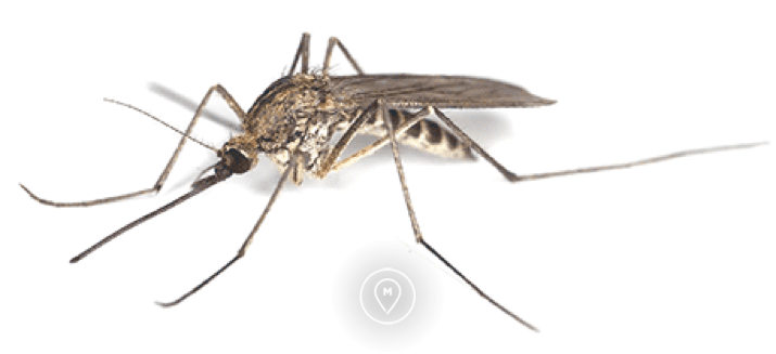 Комар рода Anopheles - малярия